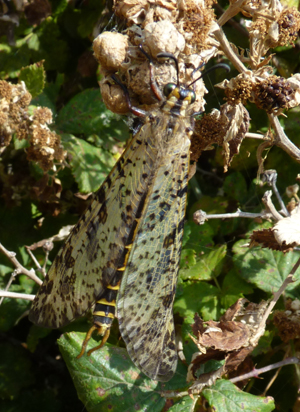 Palpares libelluloides (maschio)